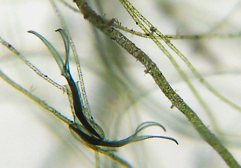 Ciliates amongst algae. x90