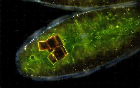 Netrium: Showing chloroplast and crystals.