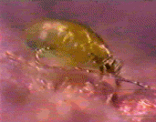Dustmite moving: movie.