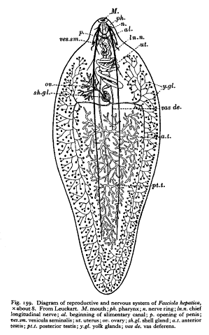 Fasciola hepatica.