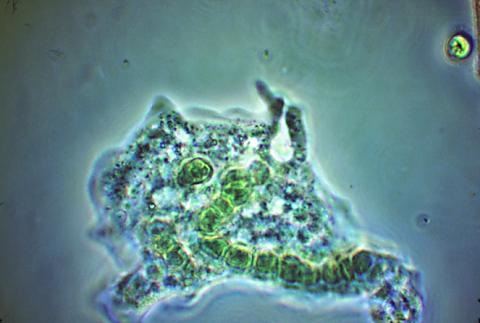 Amoeba,  pinocytosis.