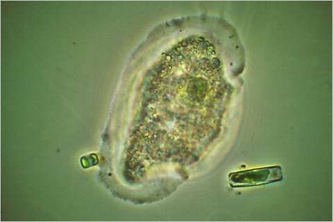 Amoeba approaching algal cell.