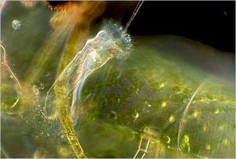 Ptygura with Spirogyra filaments.