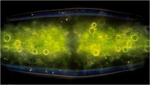 Netrium: Closeup of chloroplast.