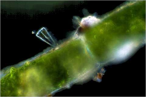 Gomphonema on a filament of algae.
