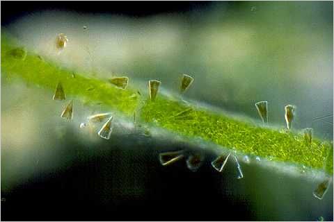 Many Gomphonema diatoms on a filament of algae.