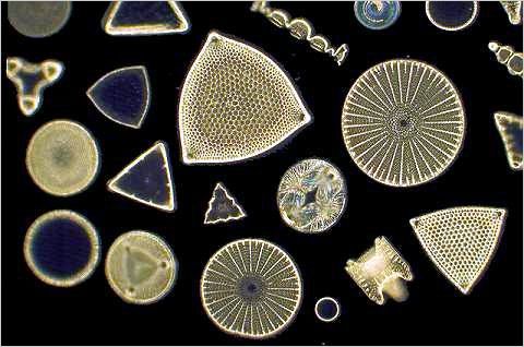 Diatoms: Cleaned group.