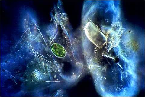 Euglena on crustacean exoskeleton.