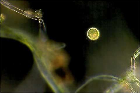 Trachelomonas and filamentous algae.