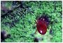 Red spider mite.