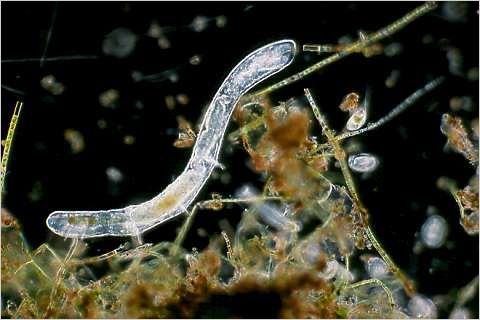 Oligochaete worm.