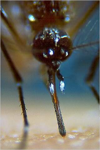 Uninfected mosquito feeding.