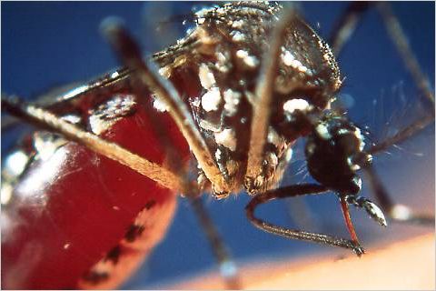 Uninfected mosquito feeding (from side).