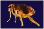 Female cat flea.
