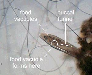 Paramecium feeding: freeze-frame with captions.