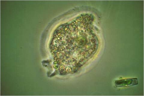 Amoeba ingesting algal cell.