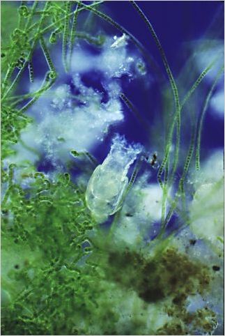 Philodina and algae