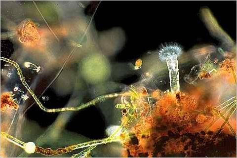 The rotifer Ptygura sp. feeding amongst algae.