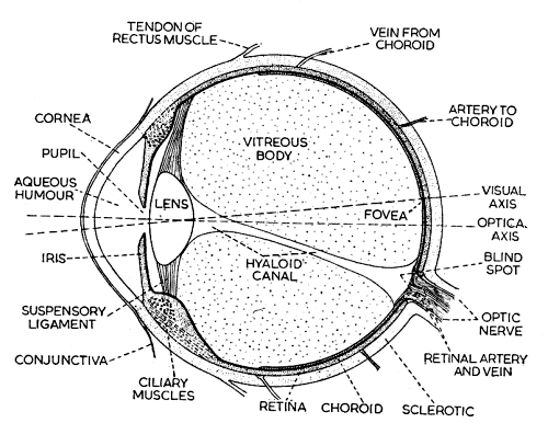 Micrographia: Diagram of the Human Eye.
